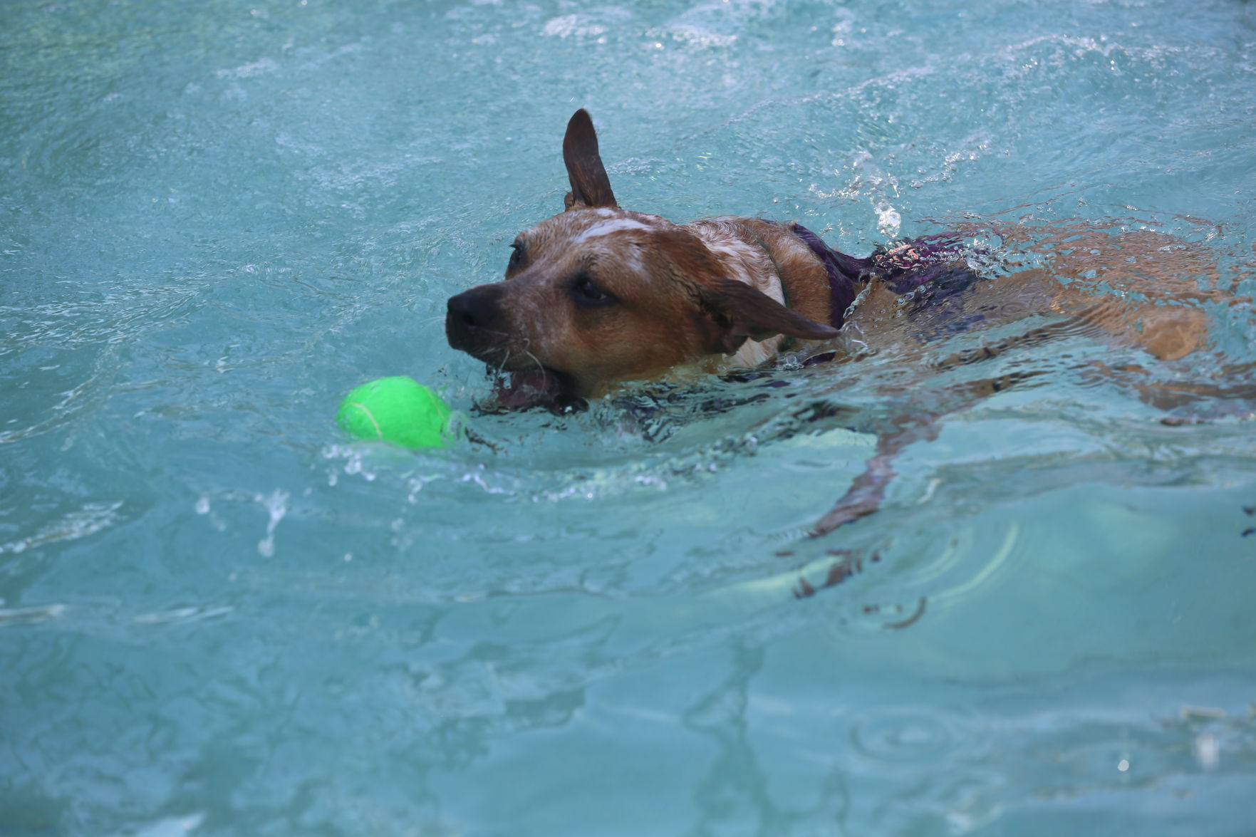 090919_gal_WWdogs (34)